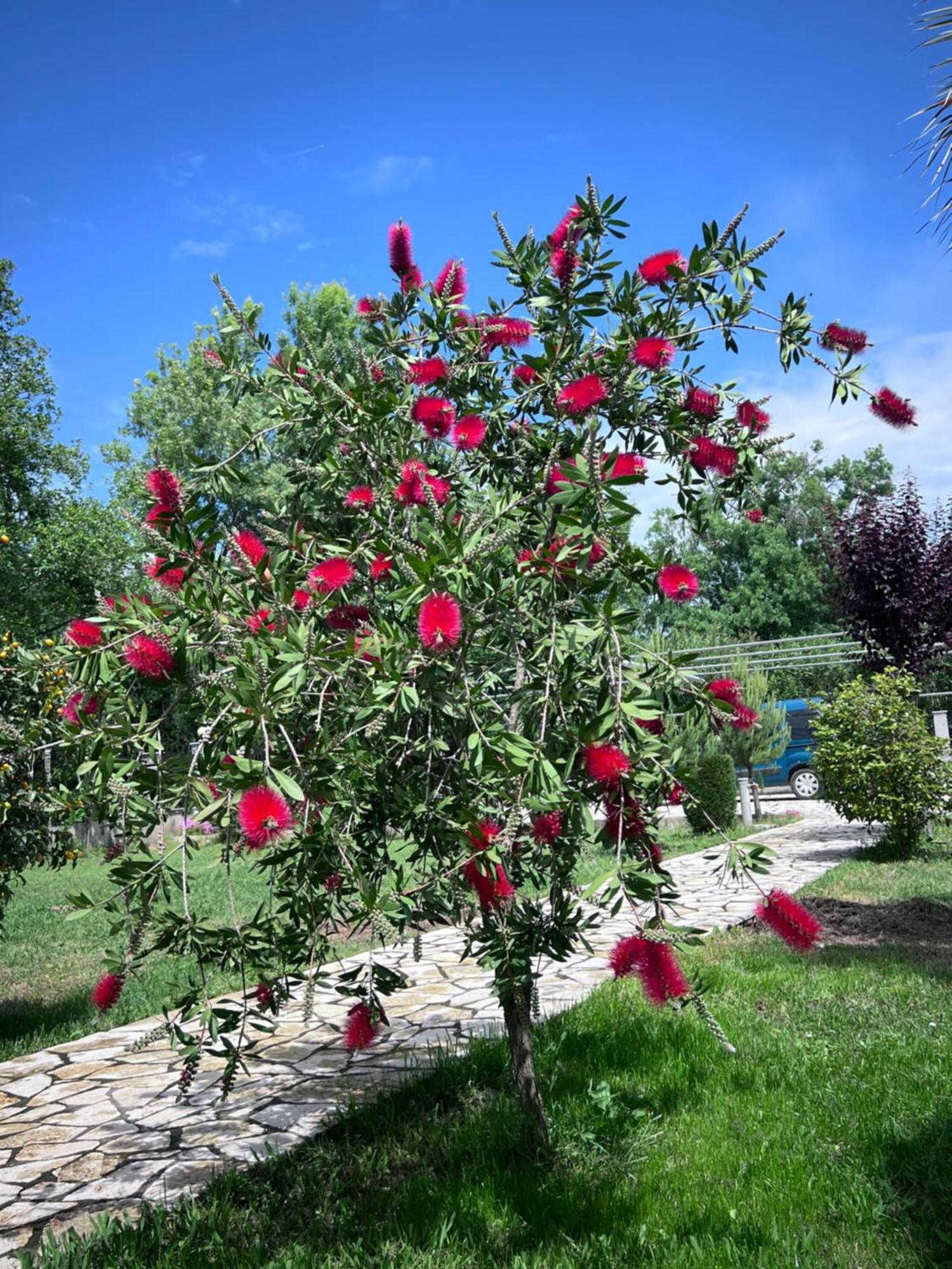 Residence Leora Ulcinj Kültér fotó